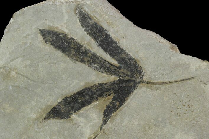 Fossil Leaf (Sterculia) - Green River Formation, Colorado #130270
